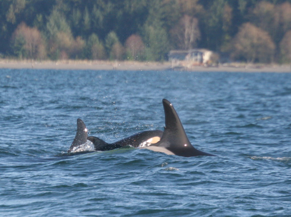 Whale Reporter Recognition Program