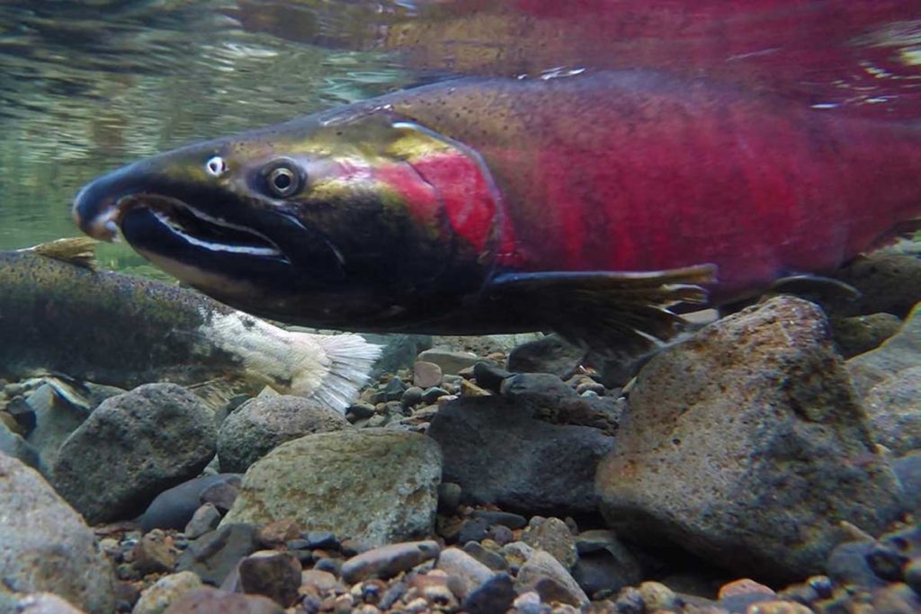 Salmon