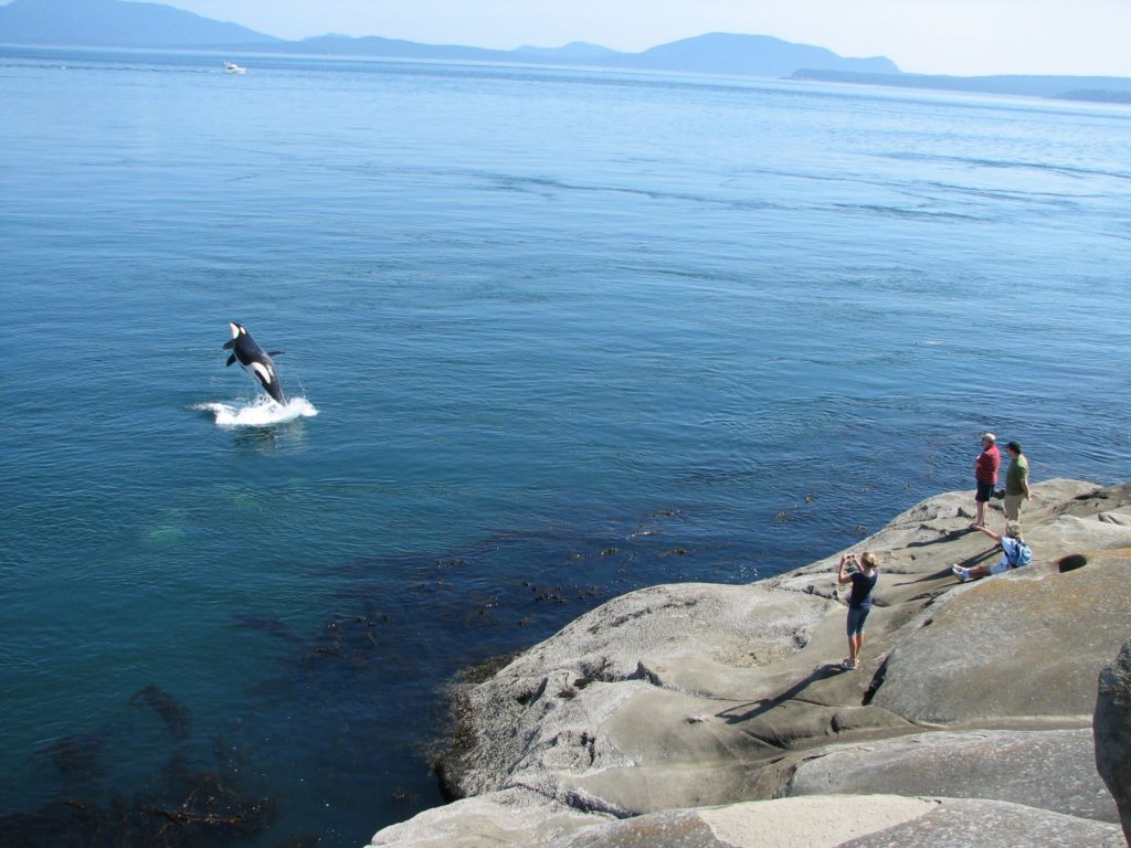 Invite a Whale Expert to your Event!
