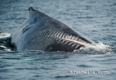 Humpback whales still face threats such as propeller strikes.