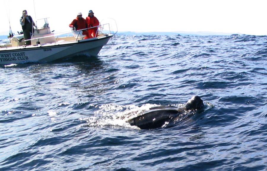 Leatherback Turtles are critcally endangered.