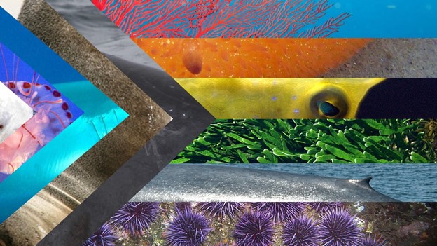 Ocean Progress Pride Flag featuring images by Meg Baker, Robin Gwen Agarwal, Martin Olsson, Peter Woodard, Jerry Kirkhart, Ed Bierman, Ansgar Walk, Mike Lehmann, Fred Hsu, Patrick Doll & Chloe Robinson.