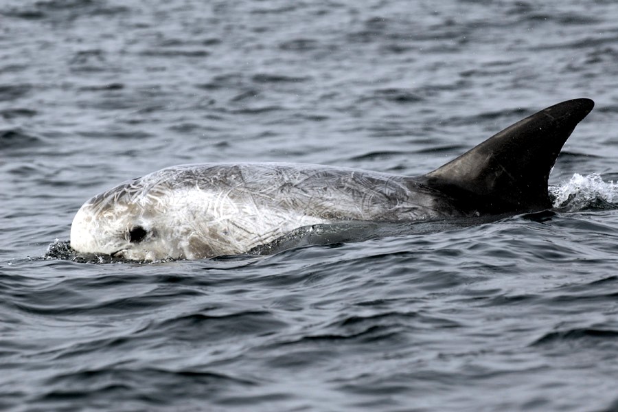 Rissos Dolphin: Photo Credit DFO