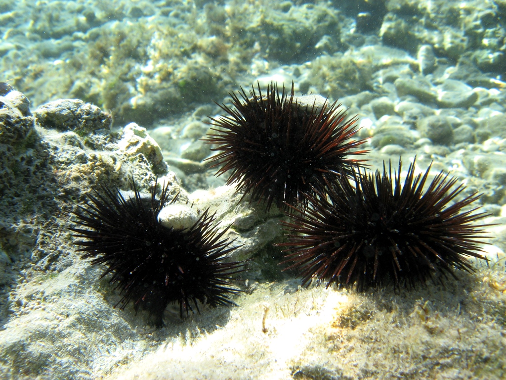 Sea urchins