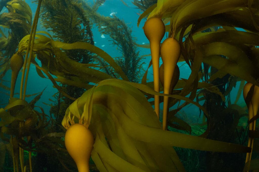Seaforestation